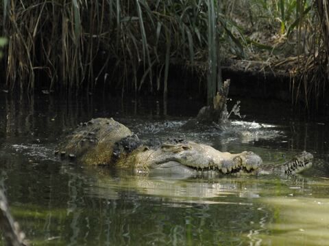 Animales en peligro de extinción en Ecuador: cocodrilo de la costa