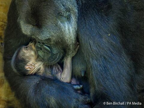 Enternecedor abrazo de un gorila a su cría recién nacida; el nacimiento da esperanza a la especie que está en peligro crítico de extinción
