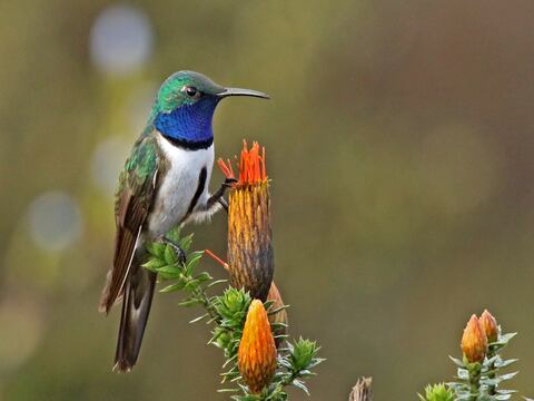 Los colibríes pueden percibir colores que son imposibles para los humanos