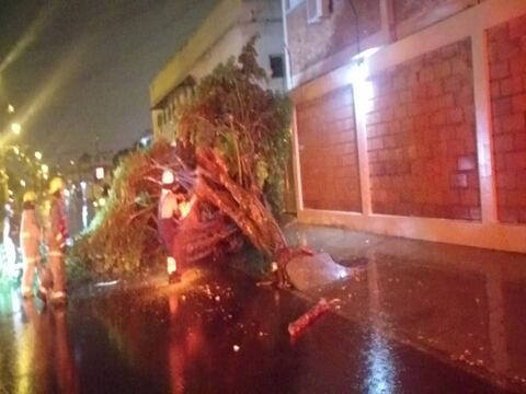 Guayaquil: Árboles caídos, calles anegadas y accidentes de tránsito se reportaron durante lluvia
