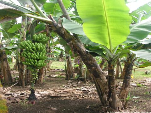 Plaga del banano también pone en alerta a México y países centroamericanos