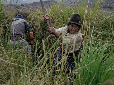Mujer tiene un gran peso en la producción del 70 % de los alimentos derivados de la producción agrícola que llegan a las ciudades del Ecuador