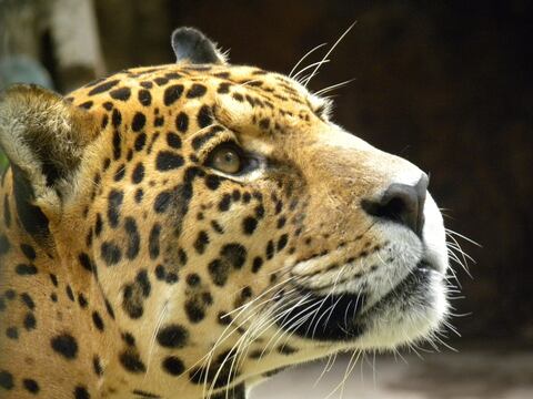 En Brasil, un cazador habría matado más de mil jaguares en 32 años