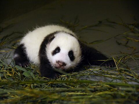 Zoológico de Taipei comparte fotos de osezno de panda gigante