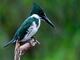 Se identifican 360 especies de aves en la Reserva de Biosfera Yasuní