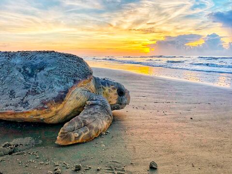 Rara especie de tortuga marina marca un récord de anidación en playas de Estados Unidos