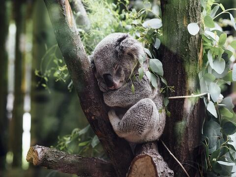 Koalas australianos serían incluidos en la lista de especies en peligro de extinción