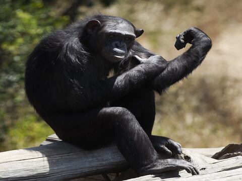 Descifran 66 gestos del lenguaje de los chimpancés