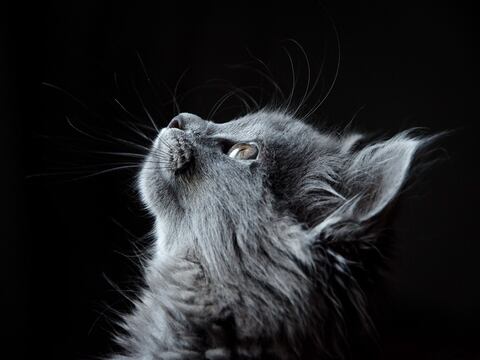 Cómo caer bien a un gato a primera vista, según científicos británicos