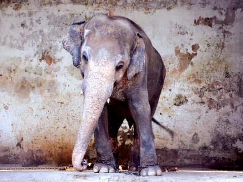 Activistas piden liberación de Kaavan, un elefante maltratado en zoológico de Pakistán