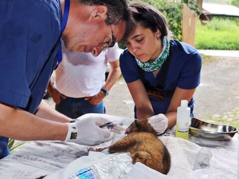 Encuentran a cusumbo hembra con la cara mutilada en Mindo, Pichincha
