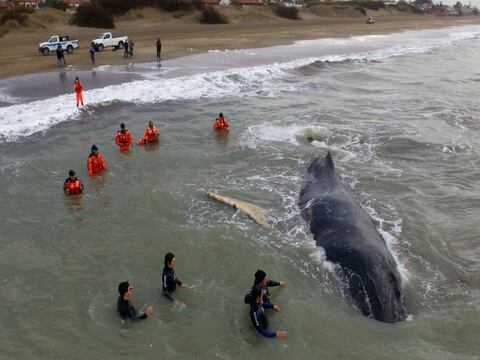 Una ballena estuvo encallada 24 horas en costa argentina y logran rescatarla