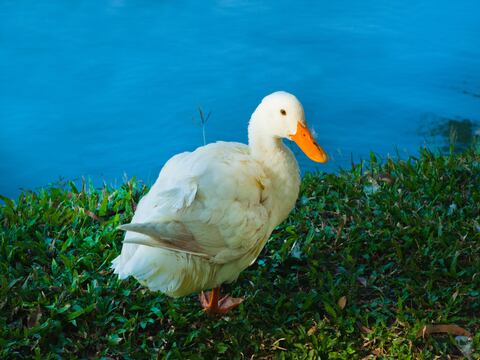 Francia sacrifica a más de 200.000 patos por brote de gripe aviar H5N8