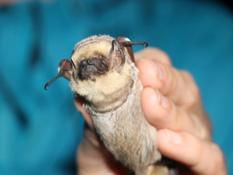 Estudio sobre murciélagos aporta nueva técnica de captura para investigar a profundidad a esta especie en Ecuador