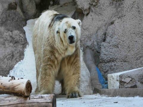 Muere Arturo, último oso polar en cautiverio en Argentina