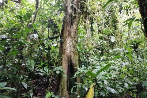 Nuevas especies y avistamientos de otras que se creía extintas hay en la Reserva Río Manduriacu en Ecuador  