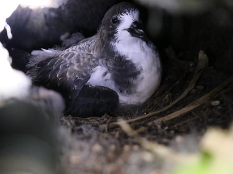 Finalizó temporada de anidación de petreles en Floreana, Galápagos; se registraron 141 nuevas aves  