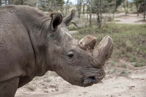 Los dos últimos rinocerontes blancos en el mundo son hembras