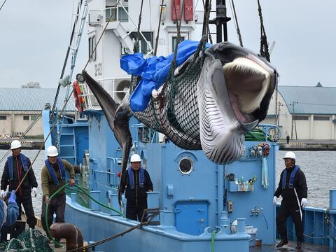 Las primeras ballenas cazadas por barcos japoneses llegan a puerto