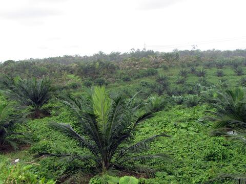 Ecuador busca certificación ambiental jurisdiccional para palma aceitera