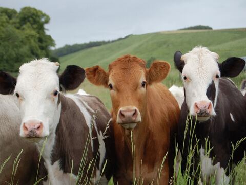 Expertos aseguran que las vacas felices dan más leche