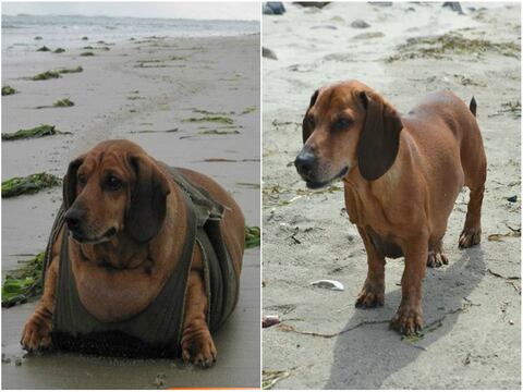 Obie, el perro que venció la obesidad: bajó 24 kilos en un año