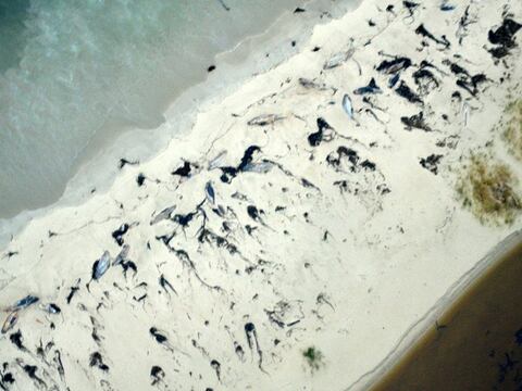 Encuentran unas 70 ballenas muertas en el sur de Chile