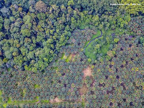 Solo queda el 39% del bosque original del Chocó en Ecuador