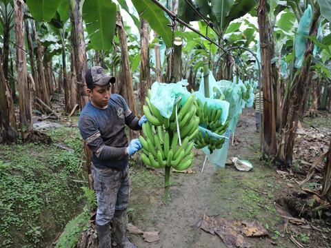 Productores bananeros analizan paralización de actividades