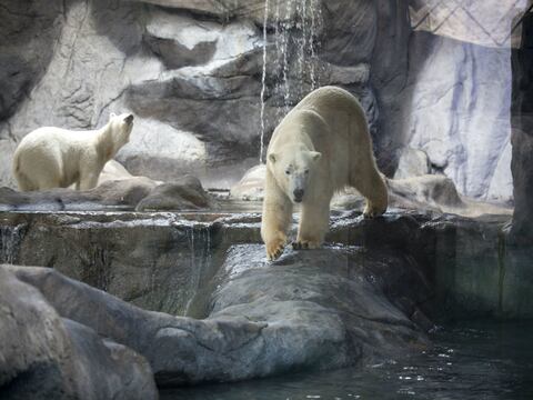 Dos osos polares se adaptan al Brasil tropical