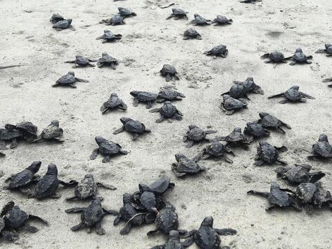 78 tortugas marinas de la especie golfina nacen en Esmeraldas