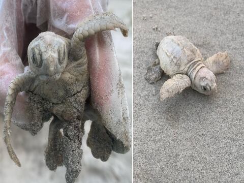 Una inusual tortuga bebé causa asombro en una playa estadounidense  