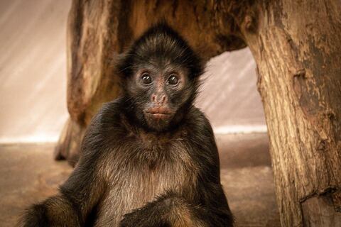 Supay, el mono araña nacido de padres rescatados de un circo en Puyo, necesita ayuda   