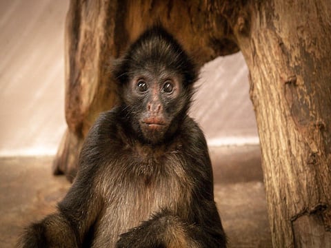 Supay, el mono araña nacido de padres rescatados de un circo en Puyo, necesita ayuda   