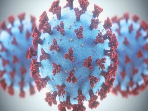 Evolución del coronavirus: qué es la mutagénesis letal (y en qué medida podría ayudar a combatir la covid-19)
