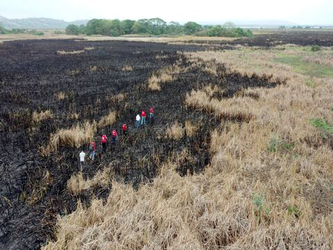 50 hectáreas afectadas por incendio forestal en humedal La Segua, en Chone