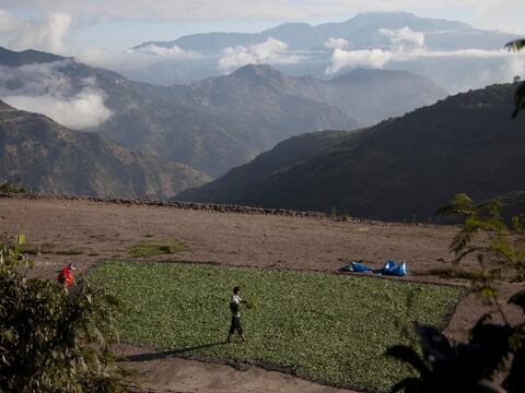 ONU: Incrementan cultivos de coca en Bolivia  