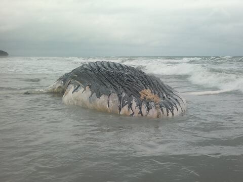 Ballena de 16 m de longitud varada en una playa de Manabí