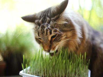 Consejos útiles para proteger a sus plantas de los gatos